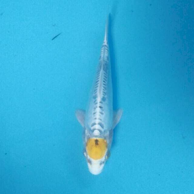 Tancho Hariwake Doitsu, 19 cm