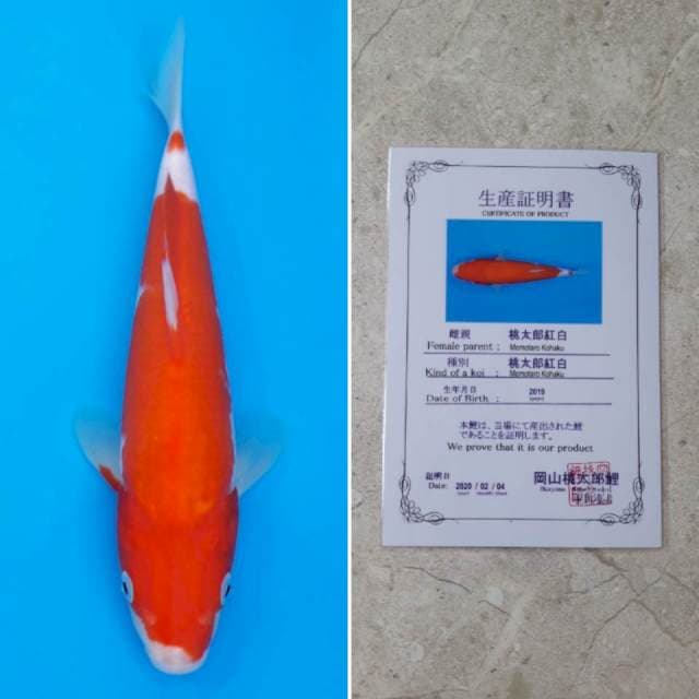 Momotaro kohaku 25cm sertifikat