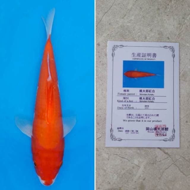Momotaro kohaku 31cm sertifikat