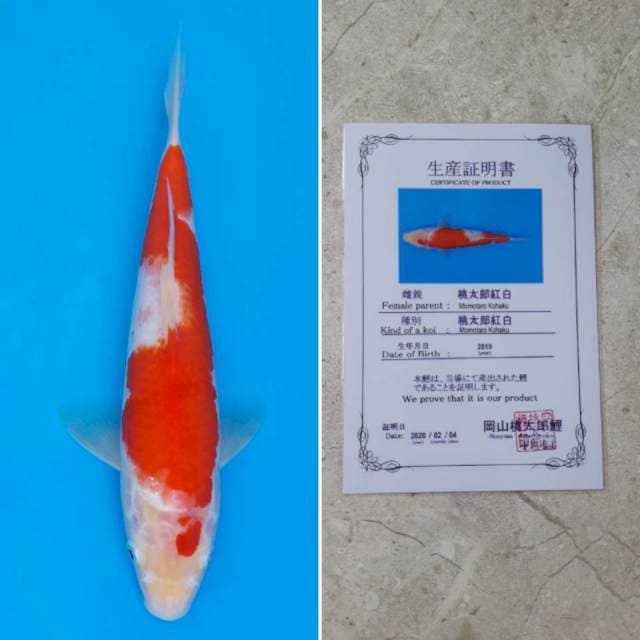 Momotaro kohaku 28cm sertifikat