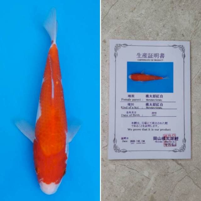 Momotaro kohaku 25cm sertifikat