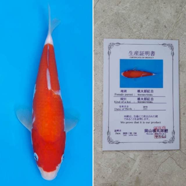 Momotaro kohaku 26cm sertifikat