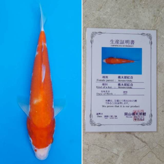 Momotaro kohaku 30cm sertifikat