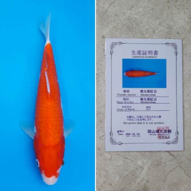 Momotaro kohaku 28cm sertifikat