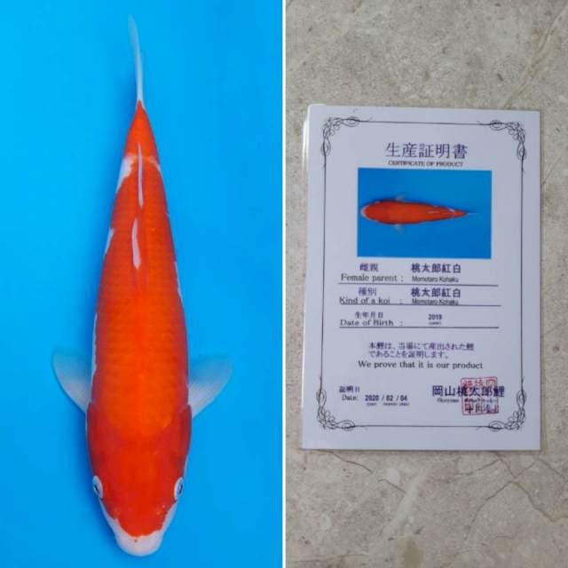 Momotaro kohaku 30cm sertifikat