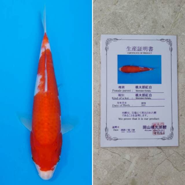 Momotaro kohaku 25cm sertifikat