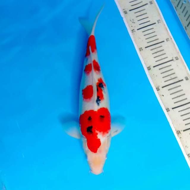 Sanke 36cm