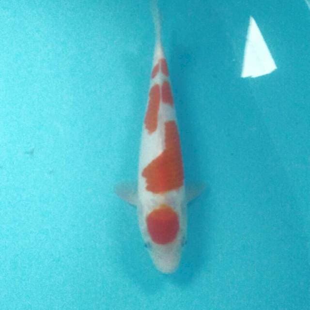 Maruten Kohaku, 27 cm
