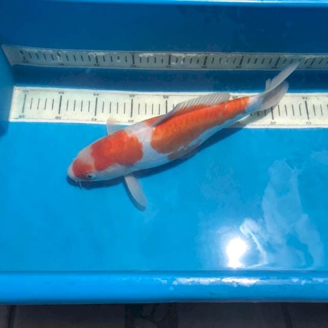 Kohaku doitsu 33cm