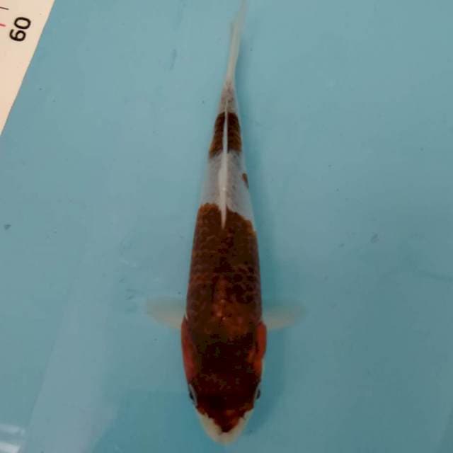 Goromo 19 cm