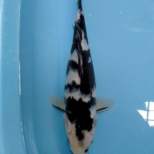 Shiro 34cm