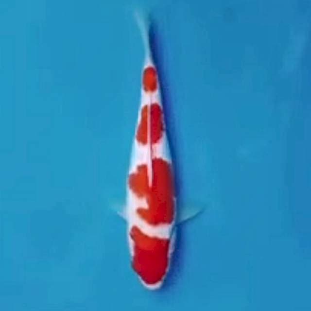super kohaku calon grand champ 25bu