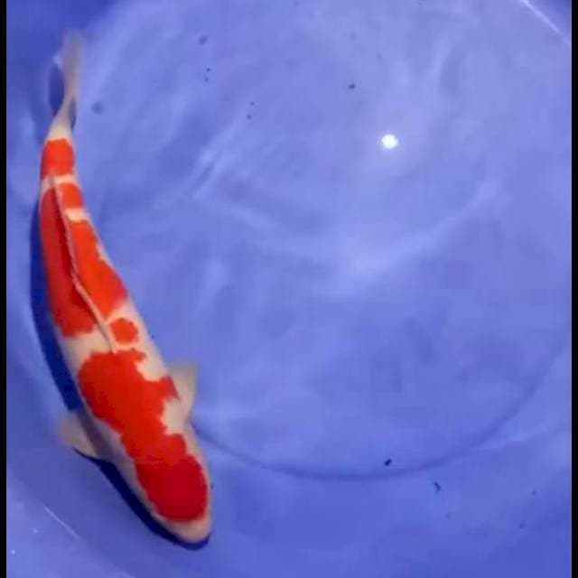 Kohaku merah berpunuk kekar