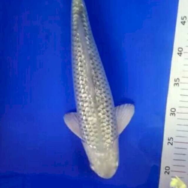 Soragoi ginrin punuk kekar