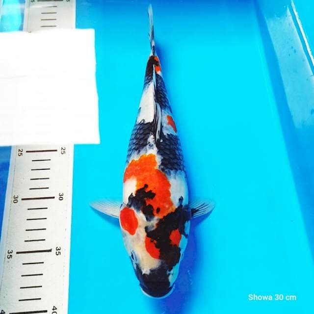 Showa 30 cm