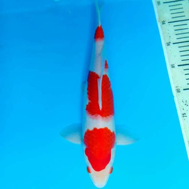 Kohaku 38cm