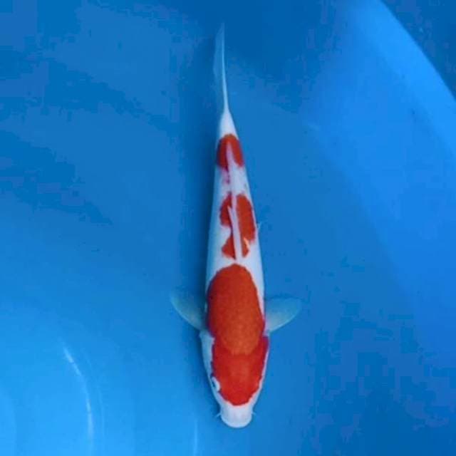 Kohaku step