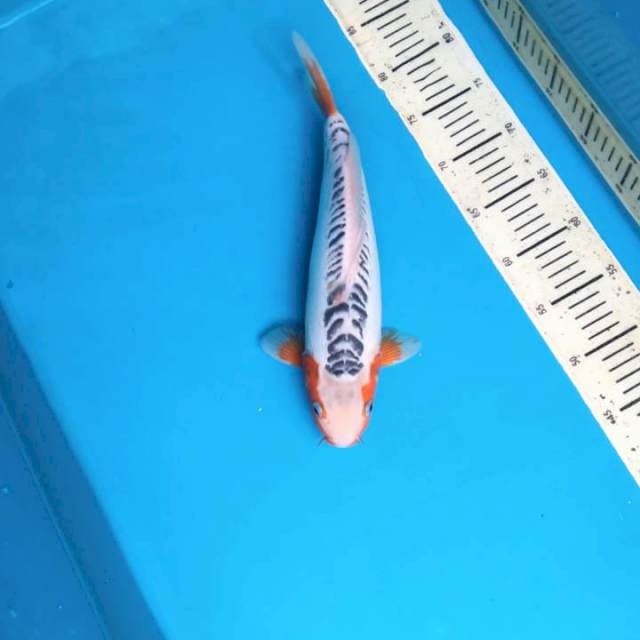 niyama shusui 34cm Female