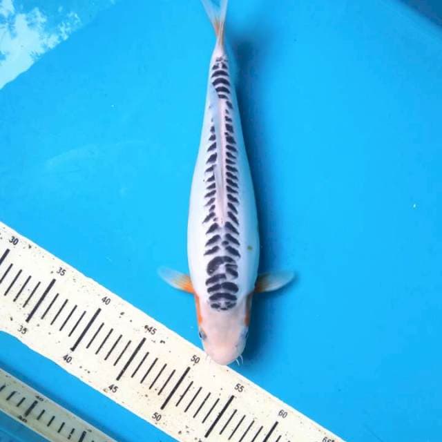 niyama shusui 34cm Female