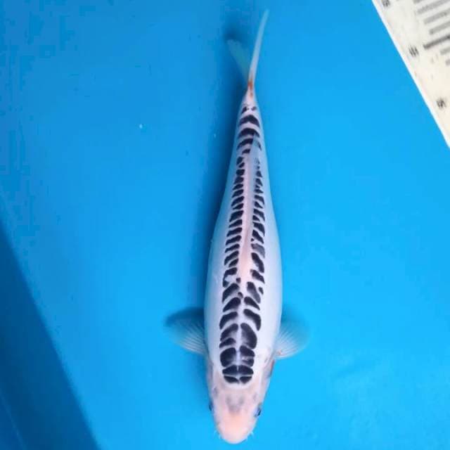 niyama shusui glow 33cm female