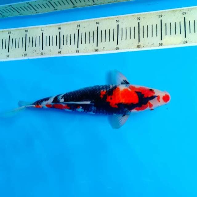 Showa 38cm