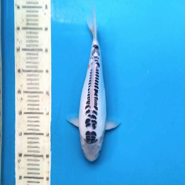 niyama shusui build 33cm female