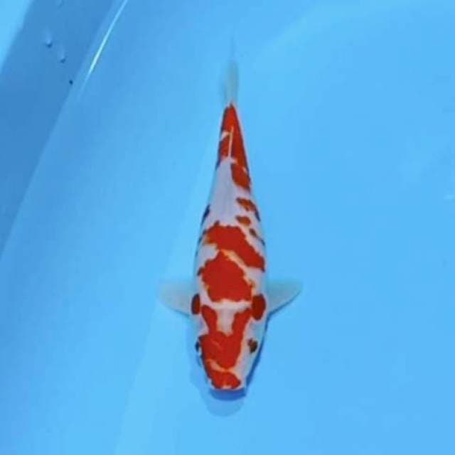 Red kohaku