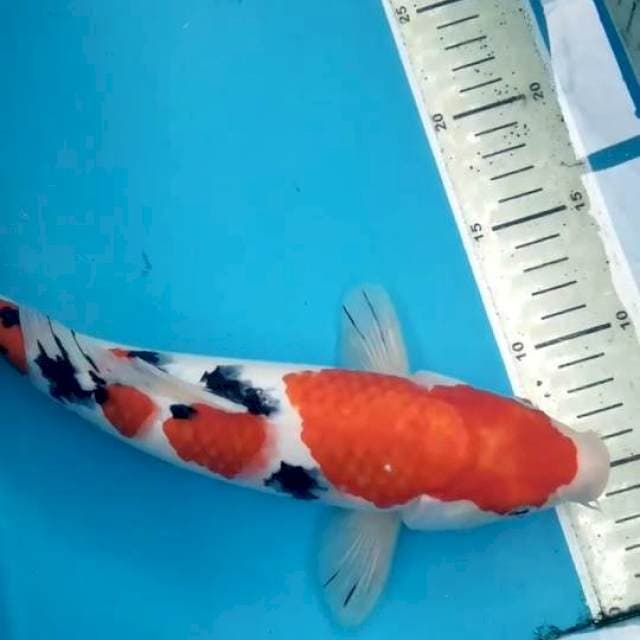 Sanke 32 cm