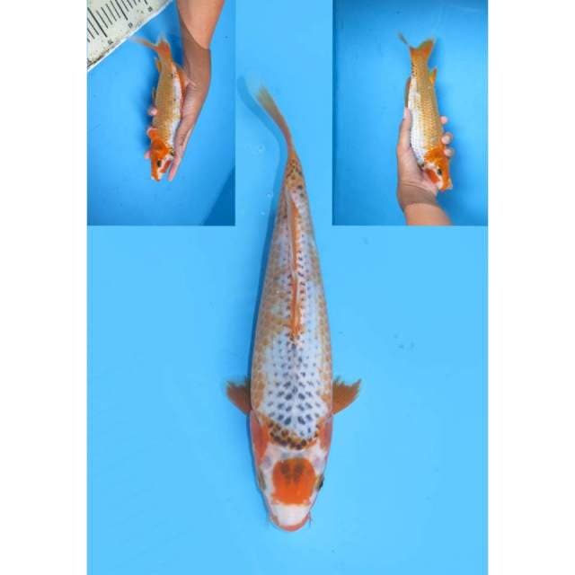 Maruten Asagi - 25cm