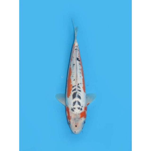 Shusui - 33cm