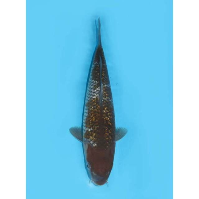 Ochiba Ginrin Bakat Jumbo - 29cm