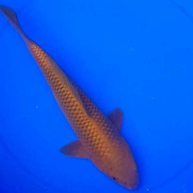 Chagoi tembaga 33 cm