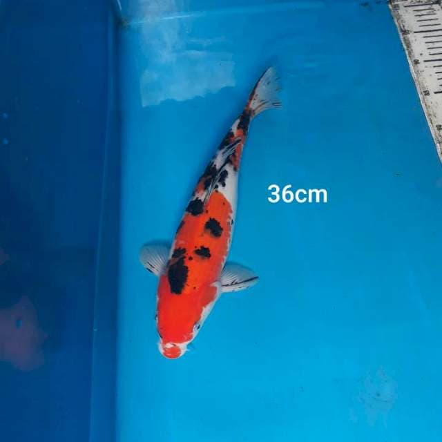 SANKE 36cm