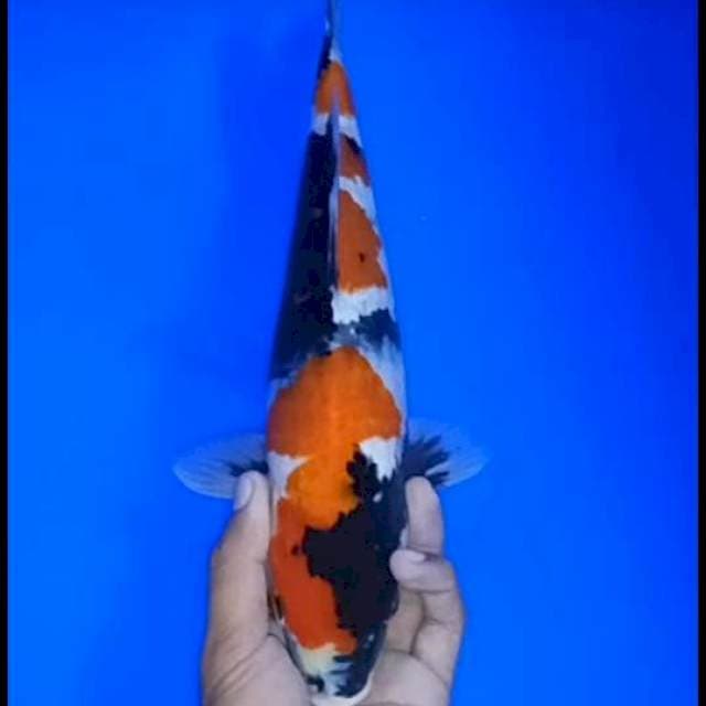 Showa sansoku35cm
