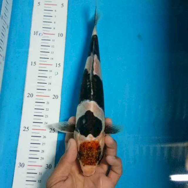 Maruten karasugoi25cm