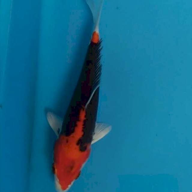 Beni kumonryu hikari 18 cm bagus