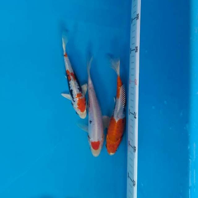 3 ekor beni kikokuryu 17-19cm