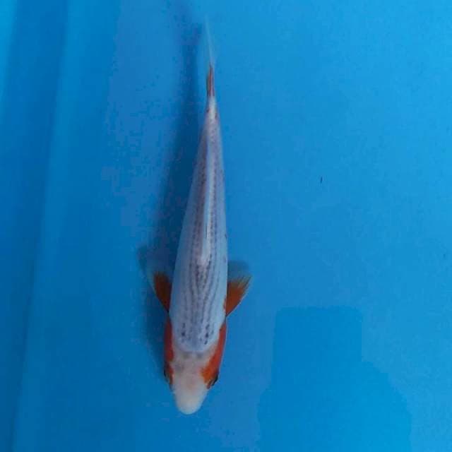 Asagi bagus 22 cm