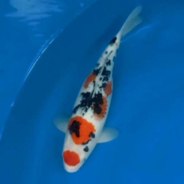 Maruthen sanke