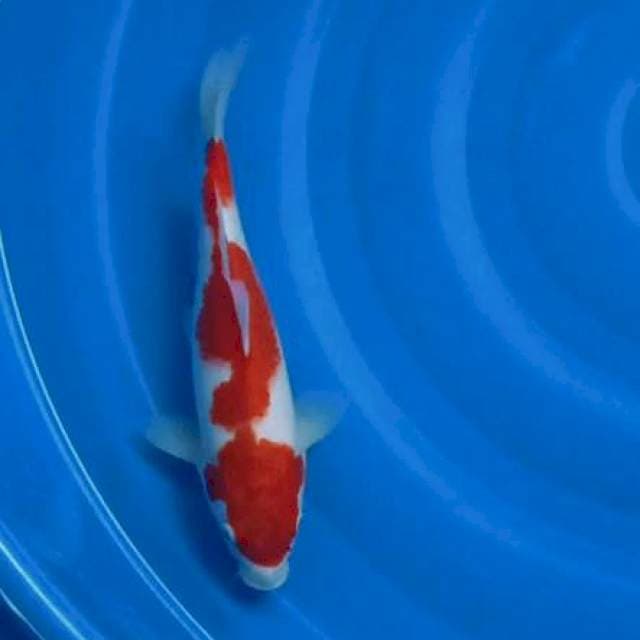 Kohaku