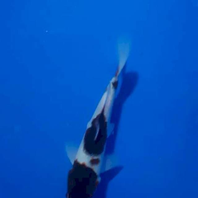 Budo goromo