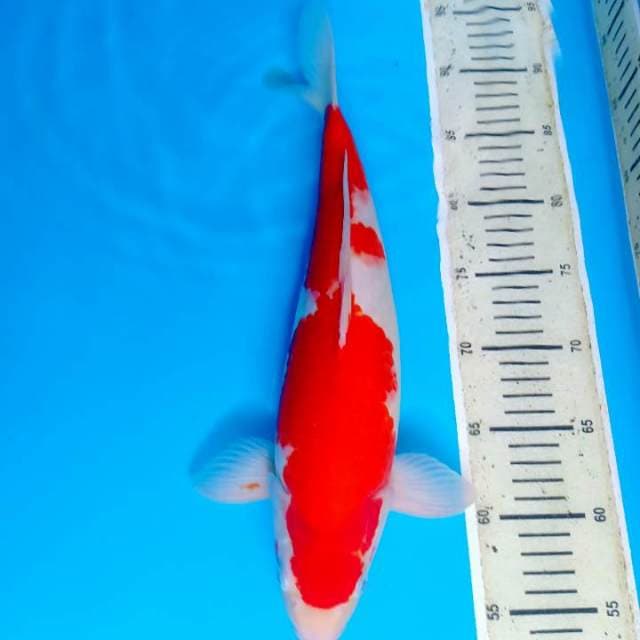 Kohaku 40cm
