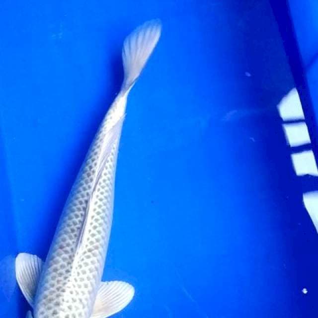Matsuba UK 45 mantabs