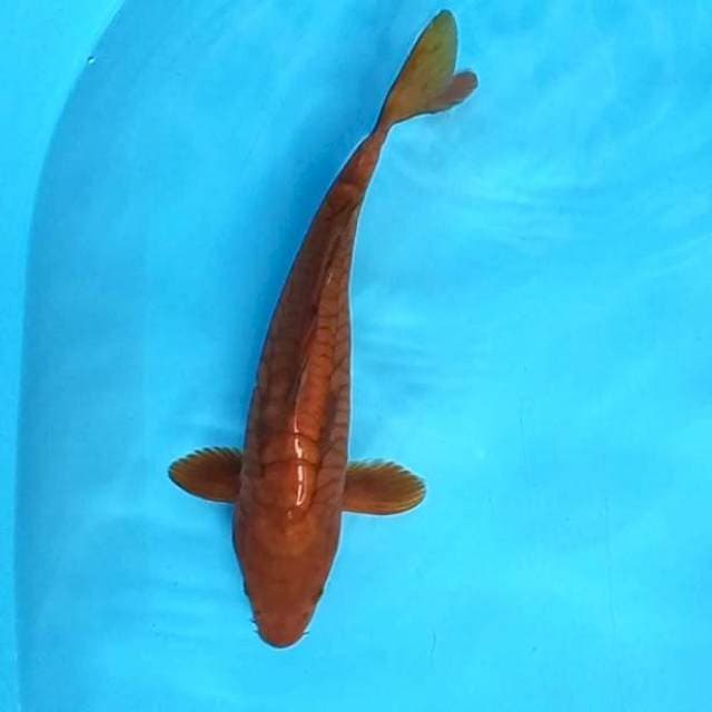 8. Tembaga Aragoke || 32 cm