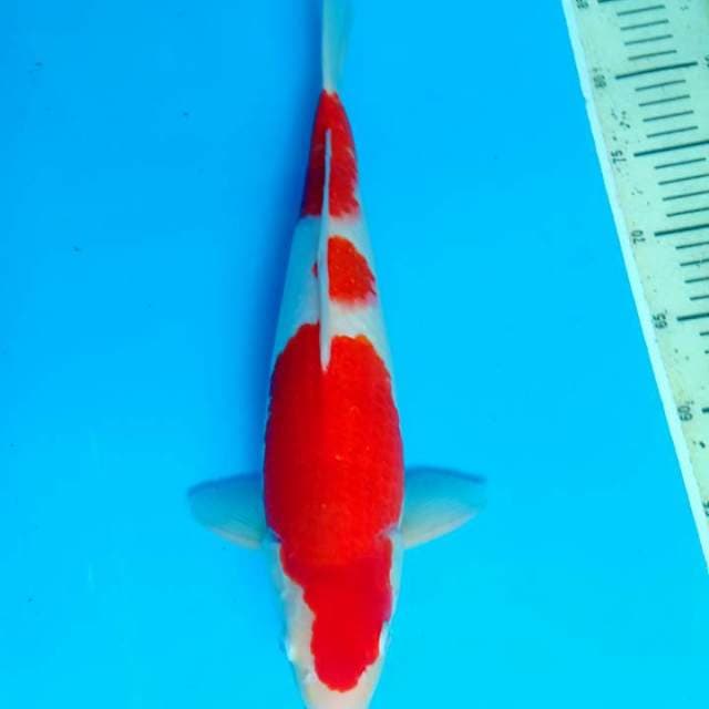 Kohaku 40cm