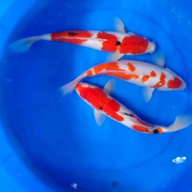 Paket Merah dijamin 2 sanke jantan 1kohaku betina