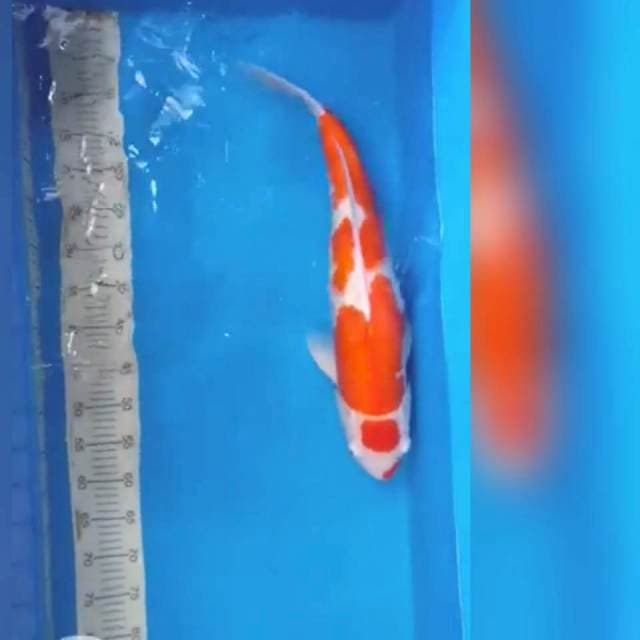 Jumbo kohaku