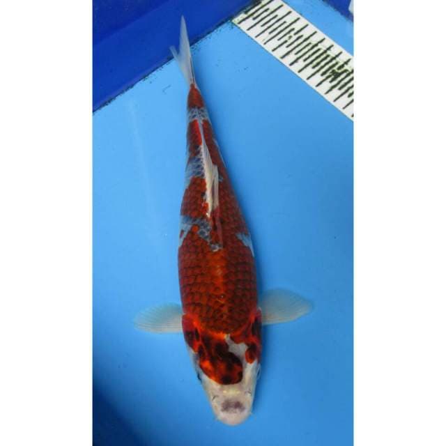 GOSHIKI 30CM