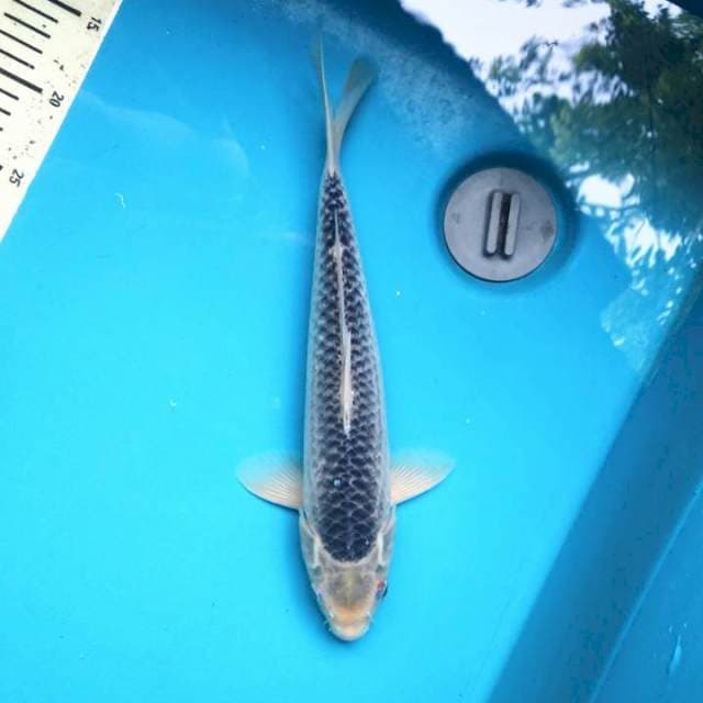 Asagi 33cm Male