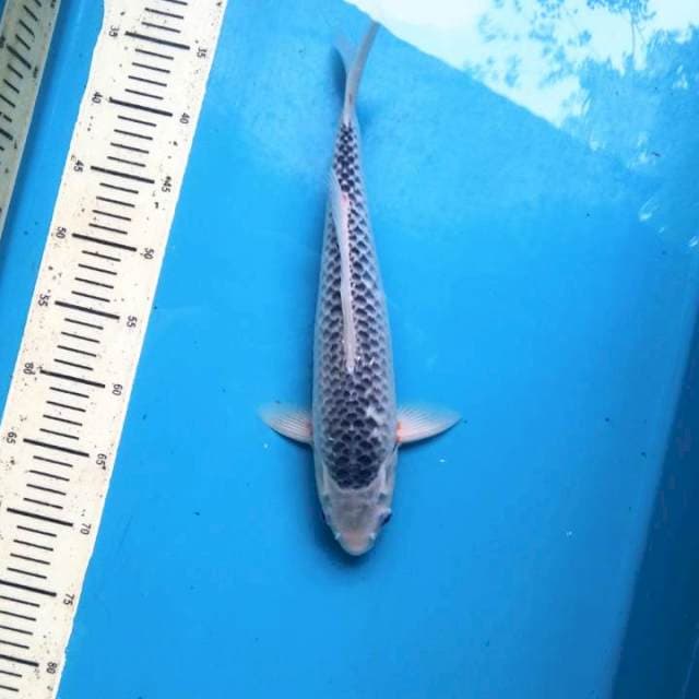 Asagi 37cm Male